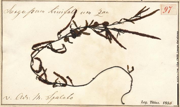 Sargassum actinarium_97.jpg